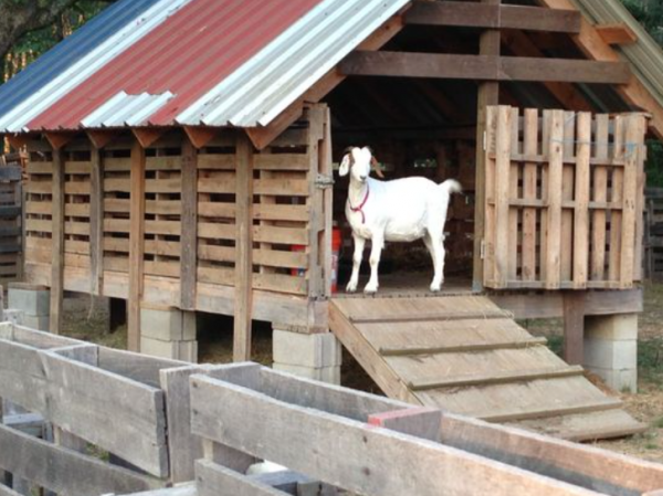 Desain Kandang Kambing Kayu dan Stainless